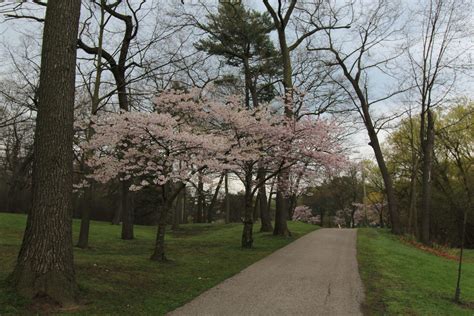 Where To Find Cherry Blossoms In And Out Of Toronto Wandering Outside