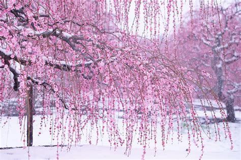 Snowfall On Plum Blossoms Japan Suzuka Japanese Plum Tree Garden