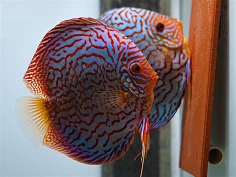 German Red Turquoise Discus Proven Breeding Pair