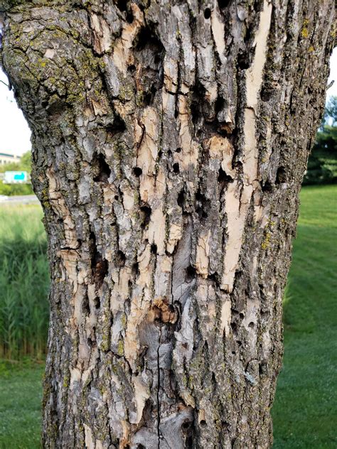 Maryland Biodiversity Project Emerald Ash Borer Agrilus Planipennis