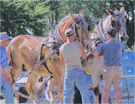 Volume Two Photos By Vada Horse Pull At Woodford County Fair