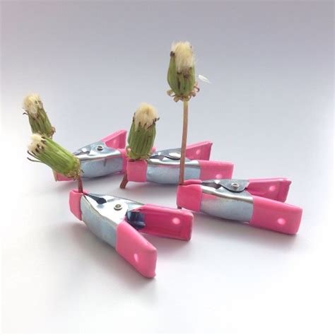 How to use crystal cat litter to dry dandelions and flowers. How to Dry Dandelion Clocks and Flowers Using Crystal Cat ...