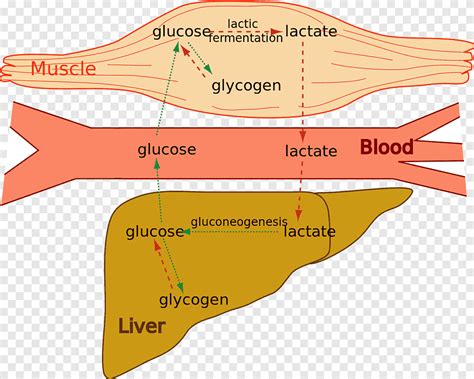 Lactic Acid Fermentation Cori Cycle Muscle Glycogen Blood Angle Text