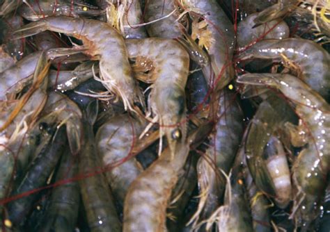 Domestication Of Pacific White Shrimp Revolutionizes Aquaculture