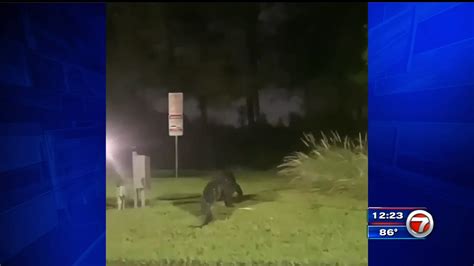 Cellphone Video Captures Alligator Near Dolphin Mall In Sweetwater Wsvn 7news Miami News