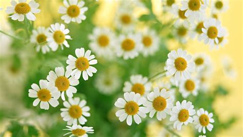 15 Inspiring Daisy Flower Photos Mostbeautifulthings