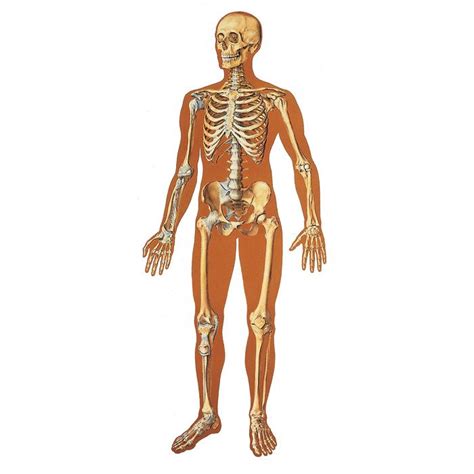 Schéma Anatomie Du Squelette Humain à 3227 € Dans Planche Anatomique