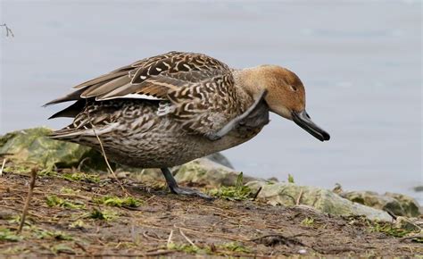 Northern Pintail By R Thew Birdguides