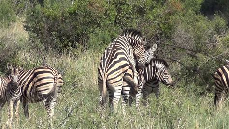 Zebras Mating Doovi