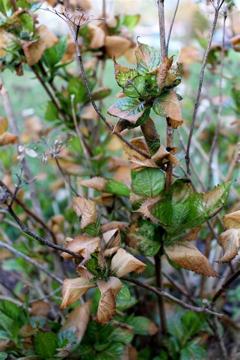 Sep 03, 2020 · high temperatures can deprive plants of moisture, which is why myers recommends planting (or transplanting) your hydrangeas in a site with partial sun and shade to help prevent browning. Can This Last? | Garden Housecalls