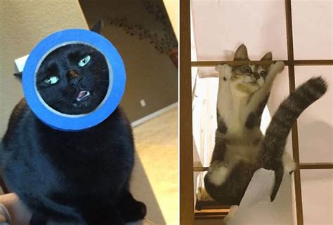 40 Hilarious Photos Of Cats In Unexpected Situations Savvydime