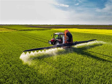 Tractor Spraying Pesticide On Wheat Field During Sunny Day Stock Photo