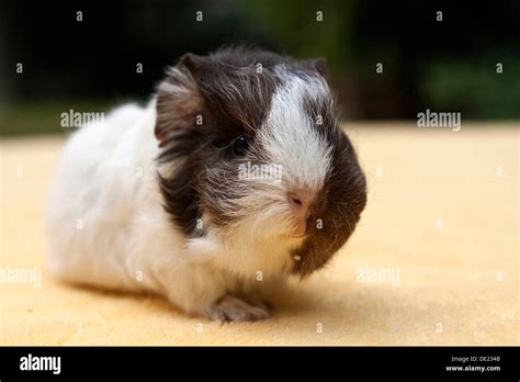 Young Guinea Pig Swiss Teddy Breed Chocolate White Coloured Stock