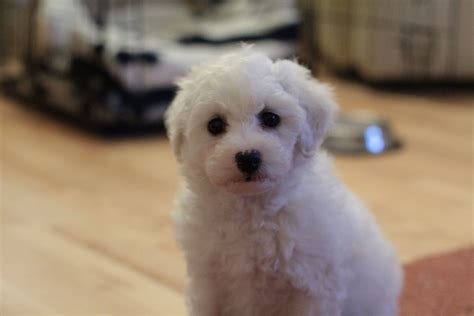Bichon Frise Information - Dog Breeds at thepetowners
