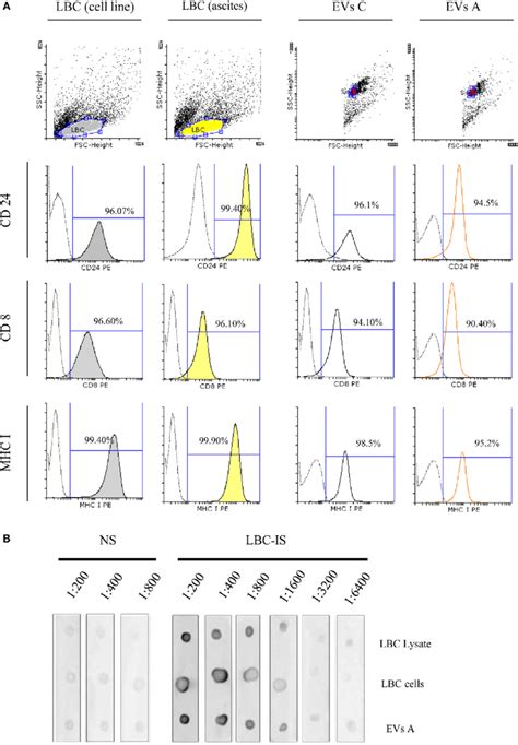 Flow Cytometry Analysis Of Extracellular Vesicles EVs And LBc