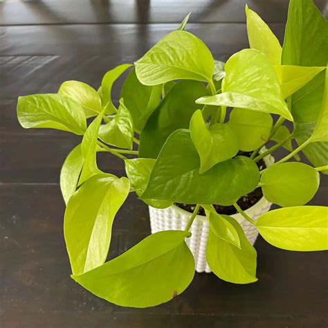 Three Stunning Easy Care Pothos Varieties The Contented Plant