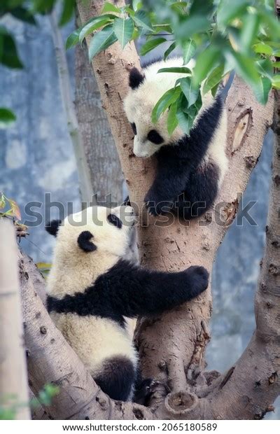 Twin Baby Panda Climbing Tree Stock Photo 2065180589 Shutterstock