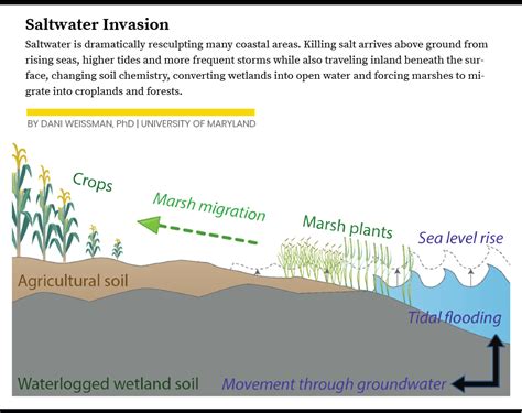 Driven By Rising Seas The Threats To Drinking Water Crops From
