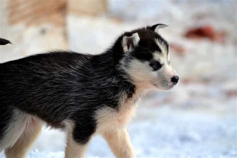 Siberian Husky Dog Breed Facts And Advice Mypetzilla Uk