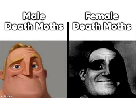 Death Moths Imgflip