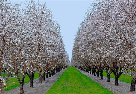Almond Orchard In Bloom Beautiful Places The Great Outdoors Bloom