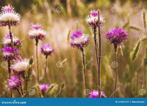 Thistle Purple Flower Green Thorn Nature Plant Stock Image Image Of