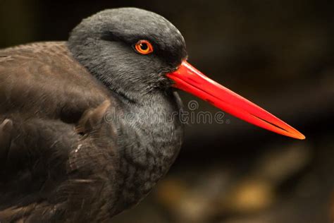 Becco Rosso Luminoso Nero Delle Piume Di Uccello Del Oystercatcher