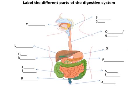 Digestive System Label Diagram Worksheets Differentiated Teaching