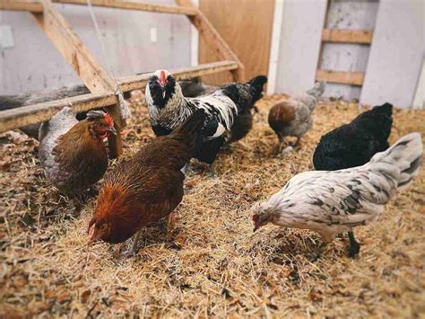 the 5 best chicken bedding options the homesteading rd