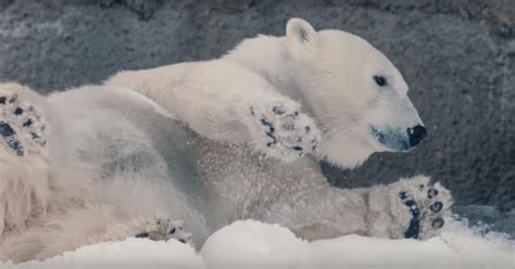 Already Living At The San Diego Zoo These Cute Polar Bears Delight