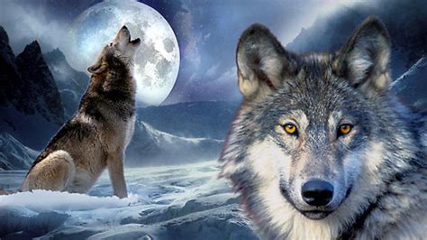38 Wolf Full Moon Wallpaper Wallpapersafari