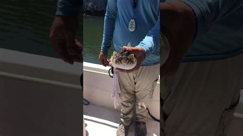 Pufferfish In Florida Youtube