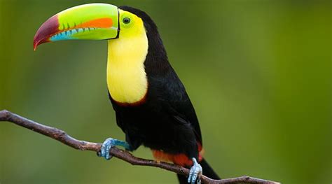 10 Astonishing Birds Of Belize Belize Birding