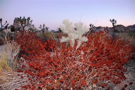 Filejoshua Tree National Park California Buckwheat 2