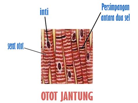 Jaringan epitel dibagi menjadi 3 berdasarkan apa yang di lapisi oleh jaringan tersebut, yaitu : Pengertian Otot Jantung Beserta Fungsi dan Ciri-Cirinya ...