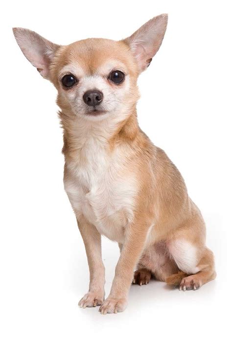 Different Types Of Chihuahua Dog Breeds Chihuahua Puppies Popular