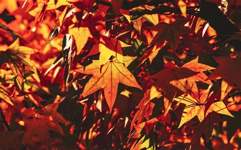 Download Wallpaper 3840x2400 Autumn Leaves Maple Branch Sunlight