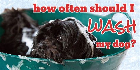 How Often Should You Wash Your Dog