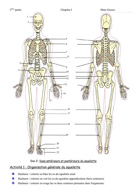 Vues Antérieure Et Postérieure Du Squelette