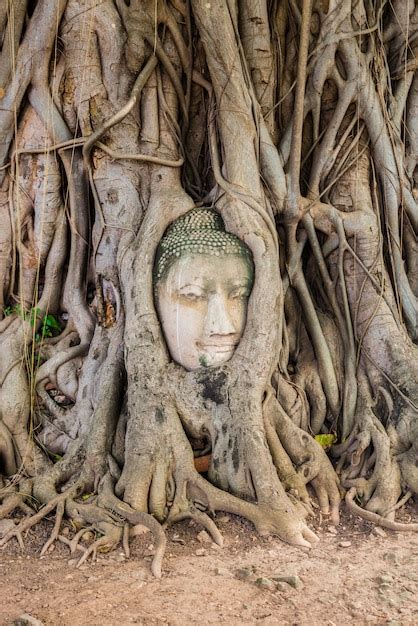Premium Photo Buddha Head Tree Wat Maha That Ayutthaya