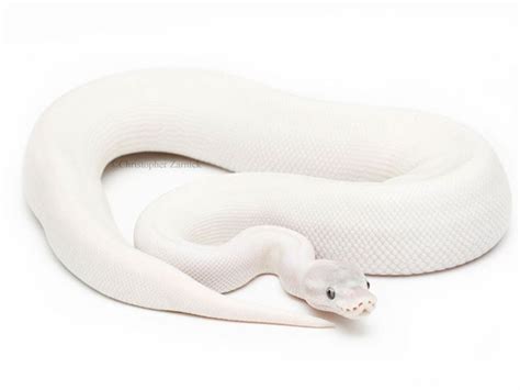 Super Mojave All White Ball Python Absolutely Amazing