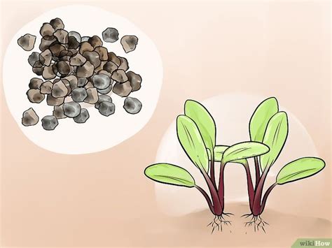 How To Grow Beetroot 13 Steps With Pictures Wikihow