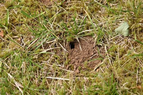 Small Holes In Yards Tips For Identifying Holes Throughout The Lawn