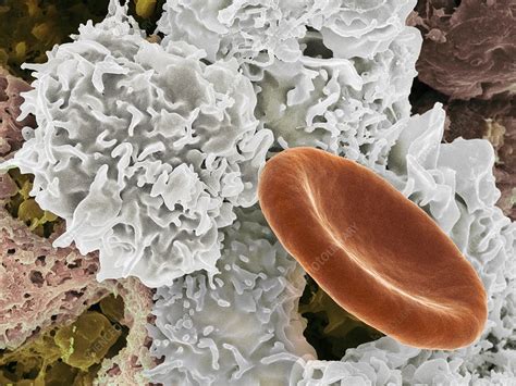 Tissue Macrophage And Red Blood Cell Sem Stock Image C0481472