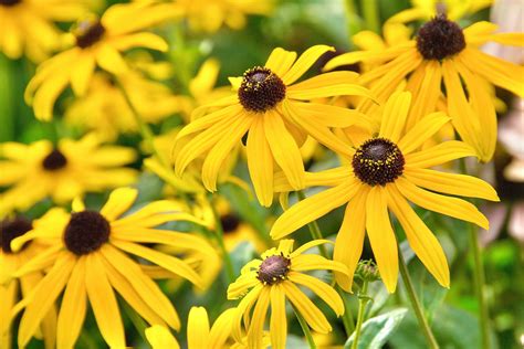 Official State Flowers Of The United States Photo Galleries