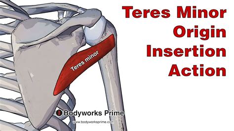 Teres Minor Anatomy Origin Insertion And Action Youtube
