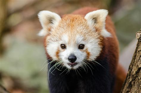 Close Up Photography Of Red Panda · Free Stock Photo