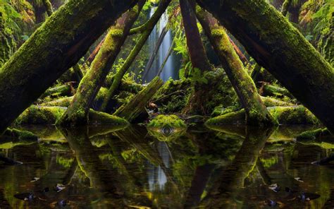 1600x1000 Nature Landscape Forest River Moss Rock Ferns Trees