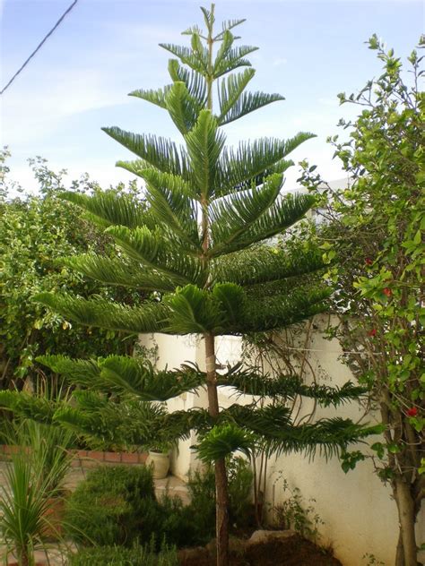 Tree Identification Araucaria Heterophylla Norfolk Island Pine