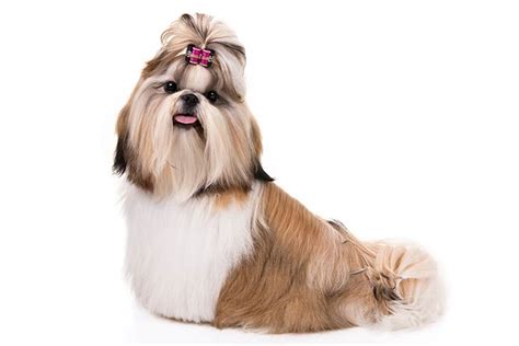 Shih Tzu Dog Breed Information